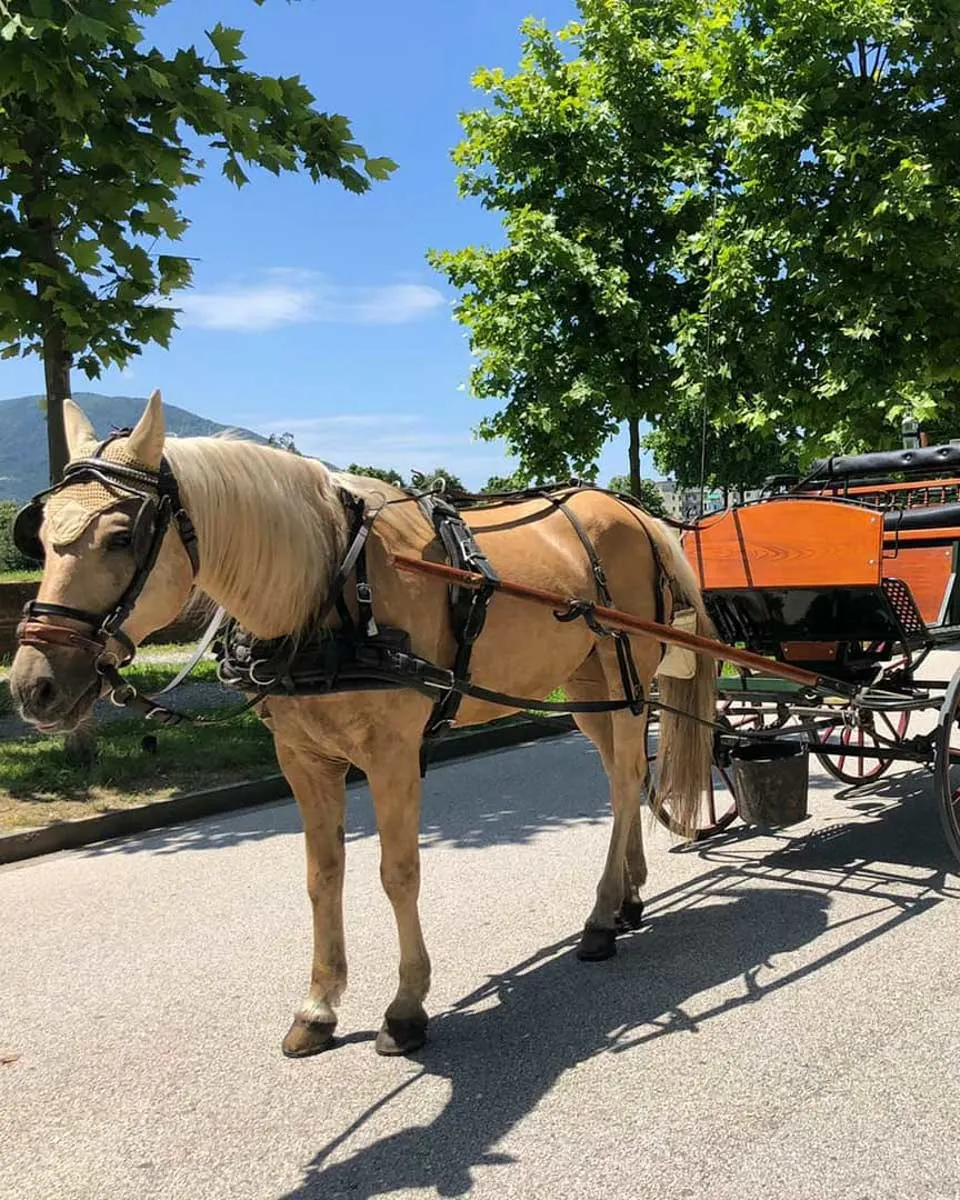 Lucca Horse Carriage - Carrozza Lucca in Lucca Italy