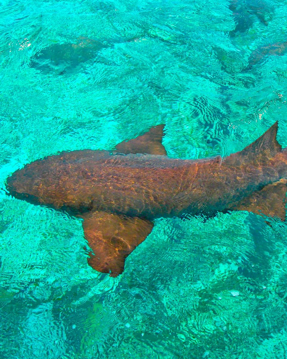 Swimming with sharks at the Hol Chan Marine Reserve in Ambergris Belize (1)