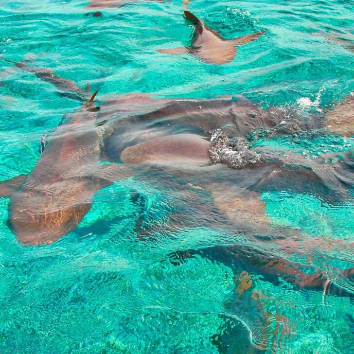 Swimming with sharks at the Hol Chan Marine Reserve in Ambergris Belize (2)