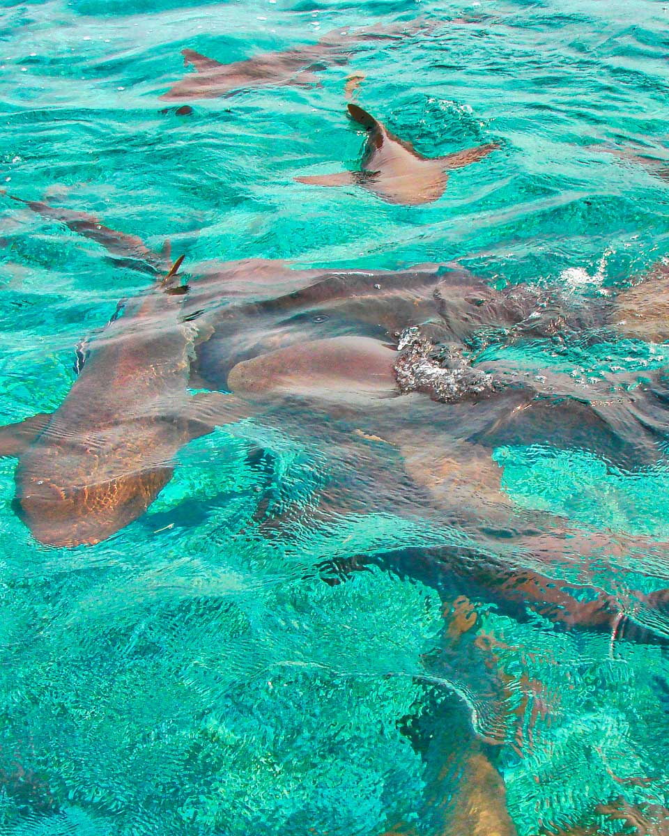 Swimming with sharks at the Hol Chan Marine Reserve in Ambergris Belize (2)