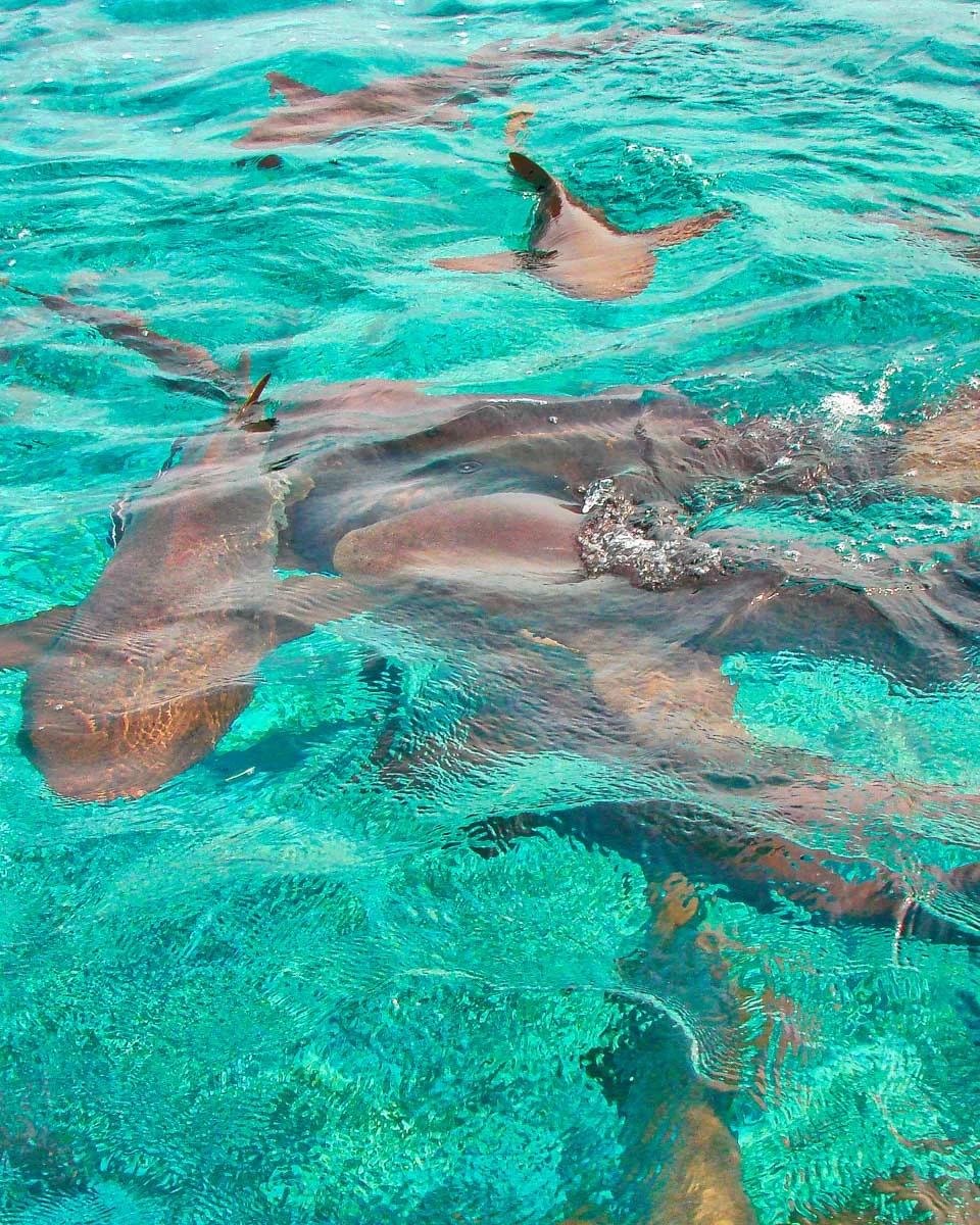 Swimming with sharks at the Hol Chan Marine Reserve in Ambergris Belize (2)