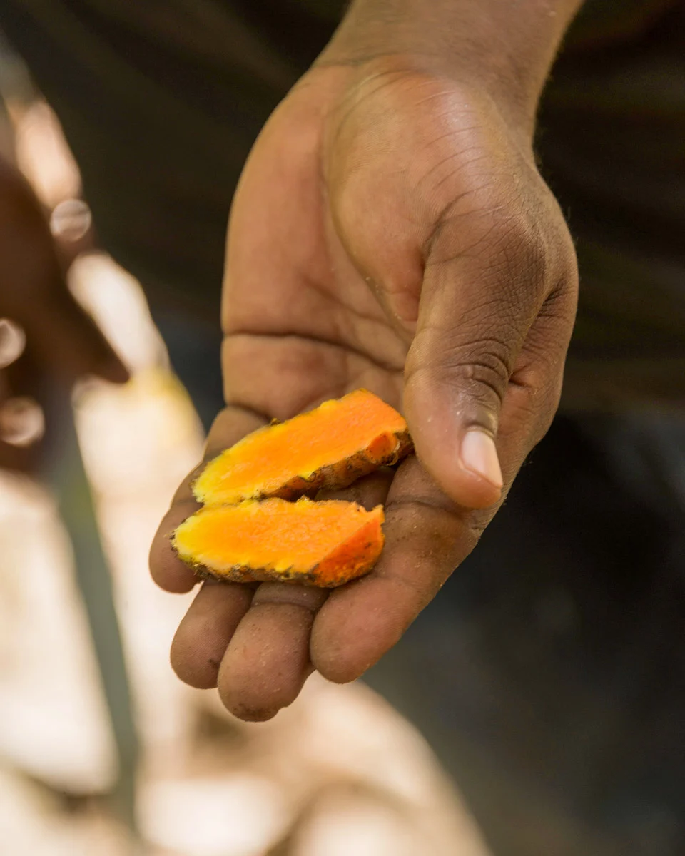 A-man-holds-curcuma-spice-in-Zanzibar-Tanzania