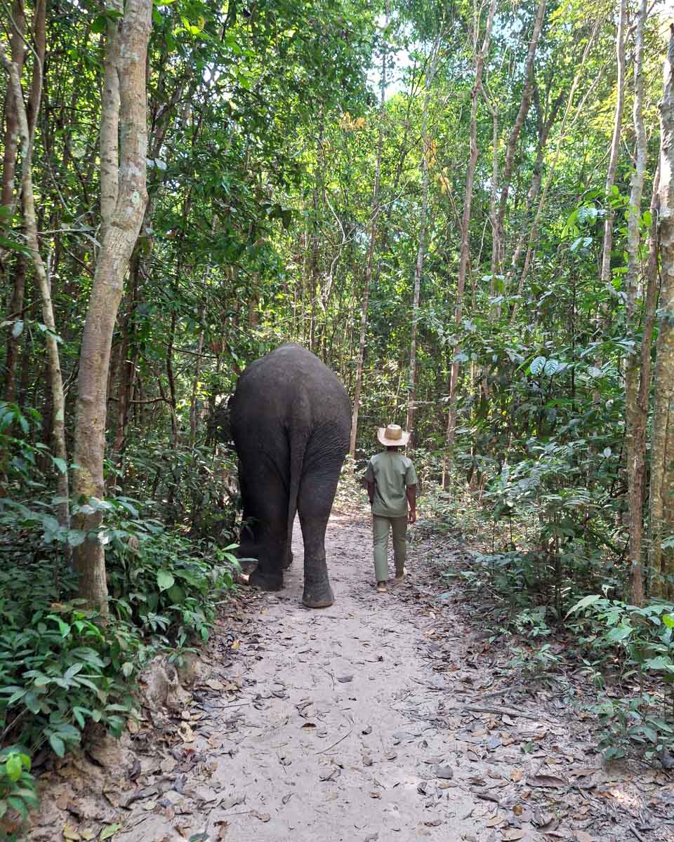 An elephant walking through a sanctuary on Koh Samui Thailand