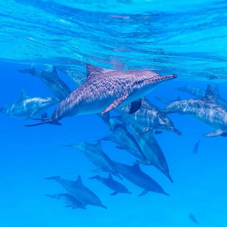 Dolphins-seen-while-snorkeling-in-Zanzibar-Tanzania