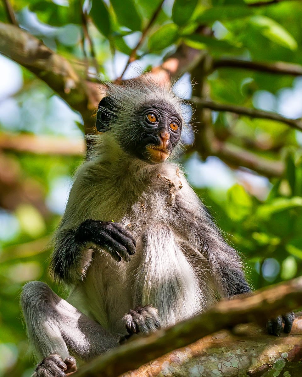 Jozani-Forest-and-a-red-colobus-monkey-in-Zanzibar-Tanzania