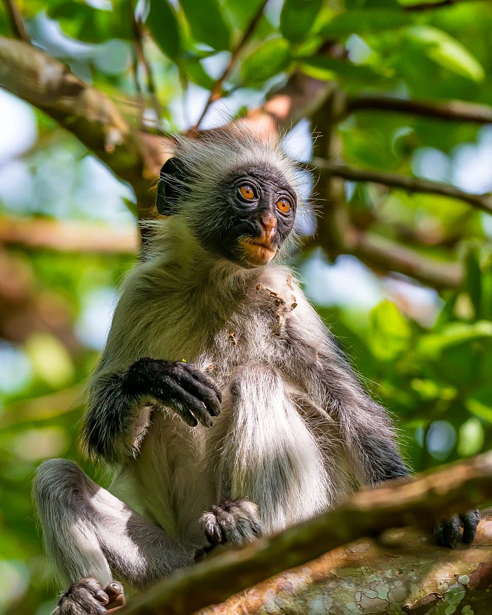 Jozani Forest and a red colobus monkey in Zanzibar Tanzinia
