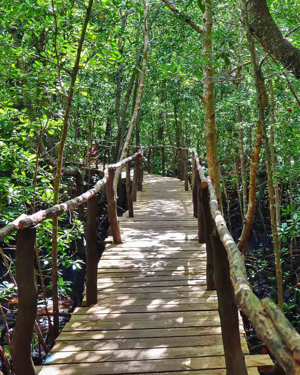 Jozani-Forest-in-Zanzibar-Tanzania