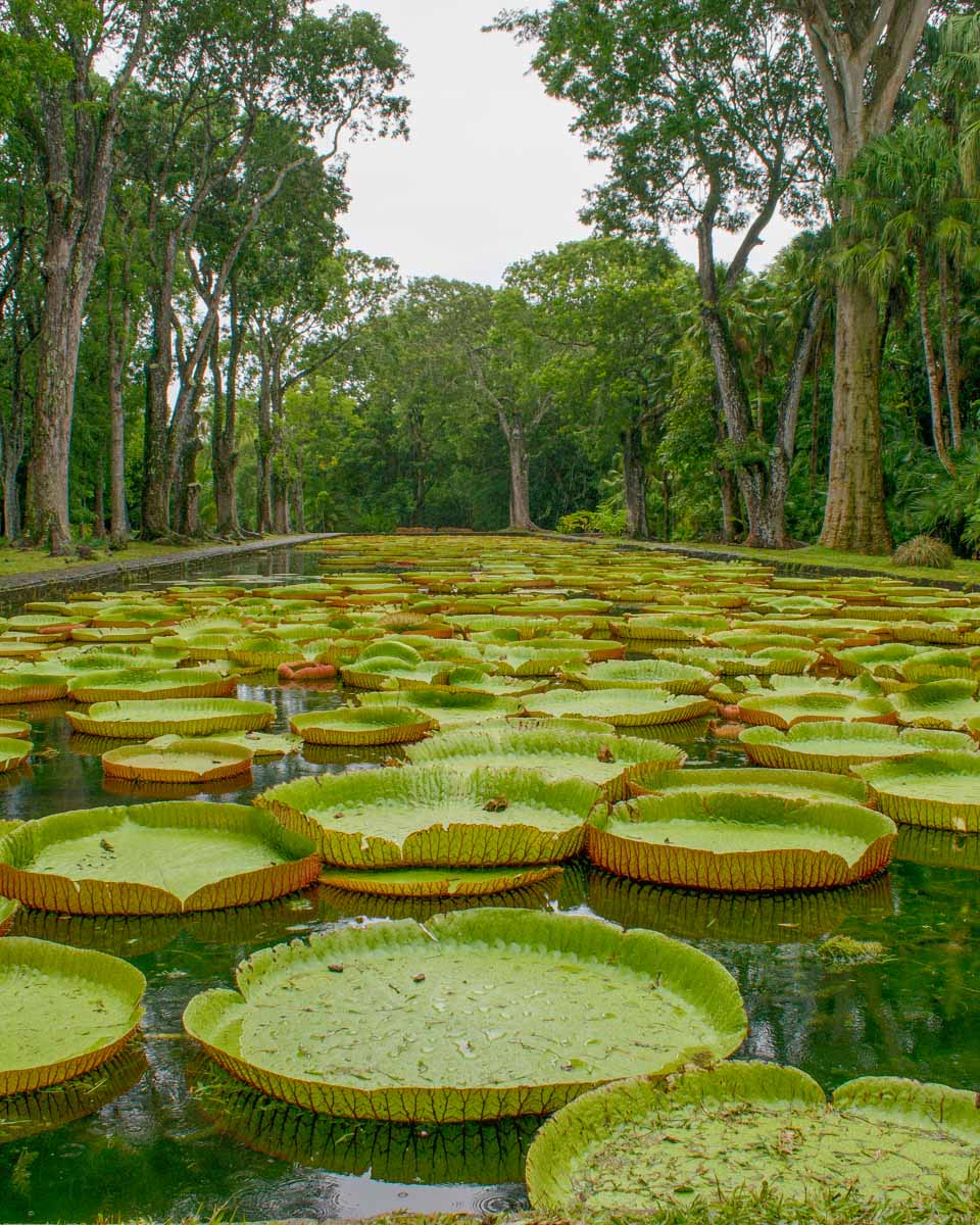 Sir Seewoosagur Ramgoolam Botanical Garden in Mauritius (3)