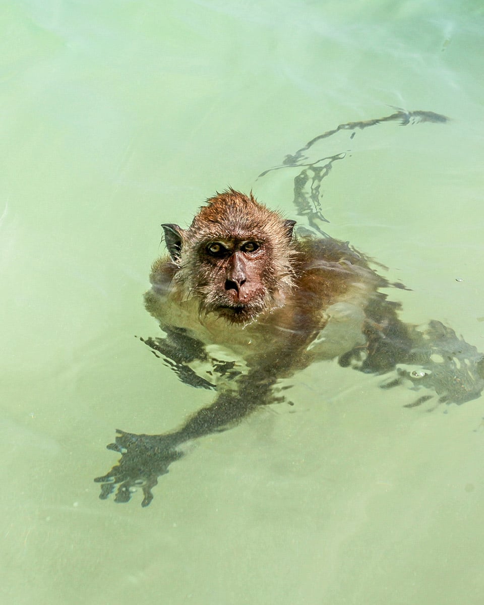 Small crab eating macaque monkey in the water of Mauritius