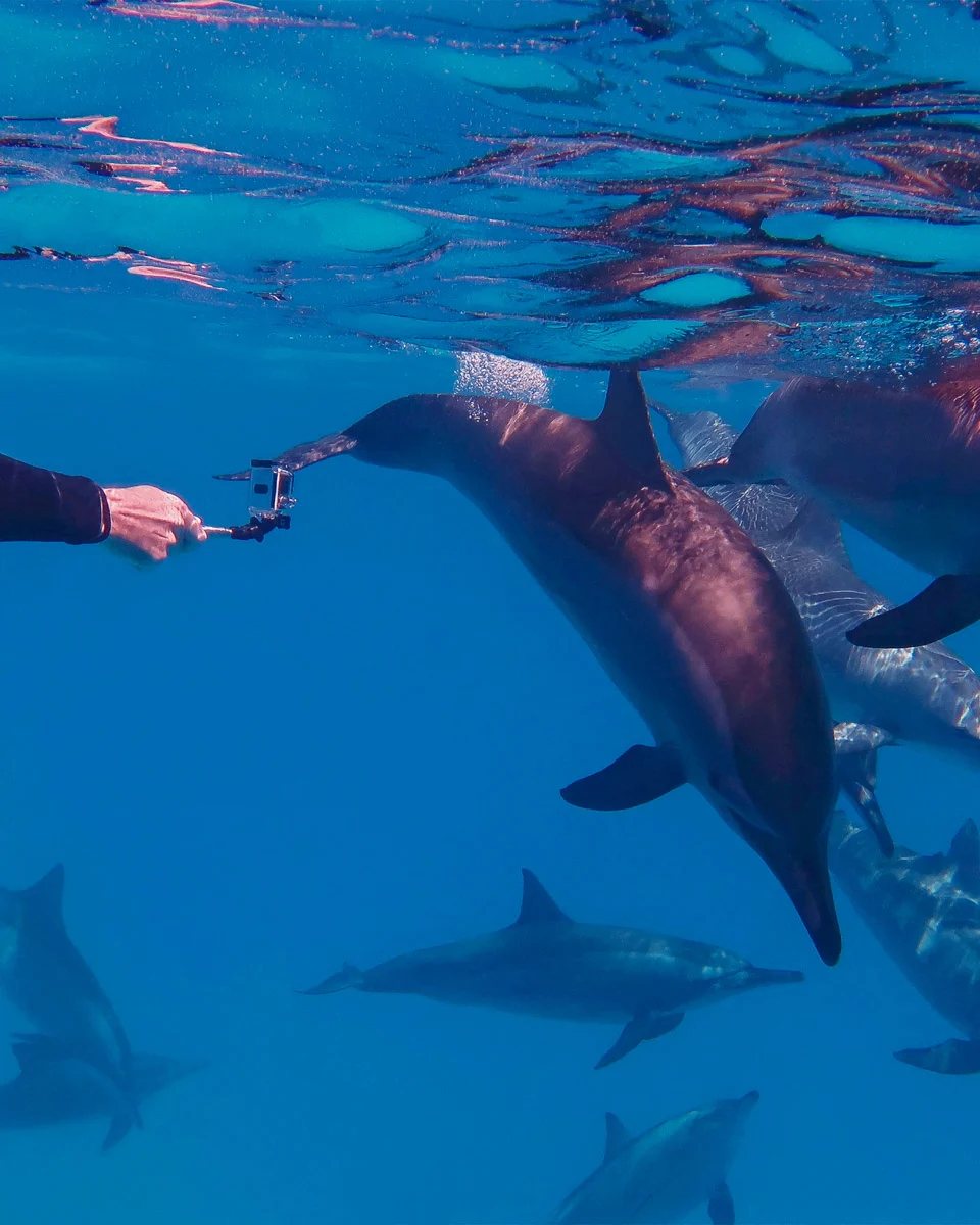 Swimming-with-dolphins-on-a-tour-from-Zanzibar-Tanzania-2