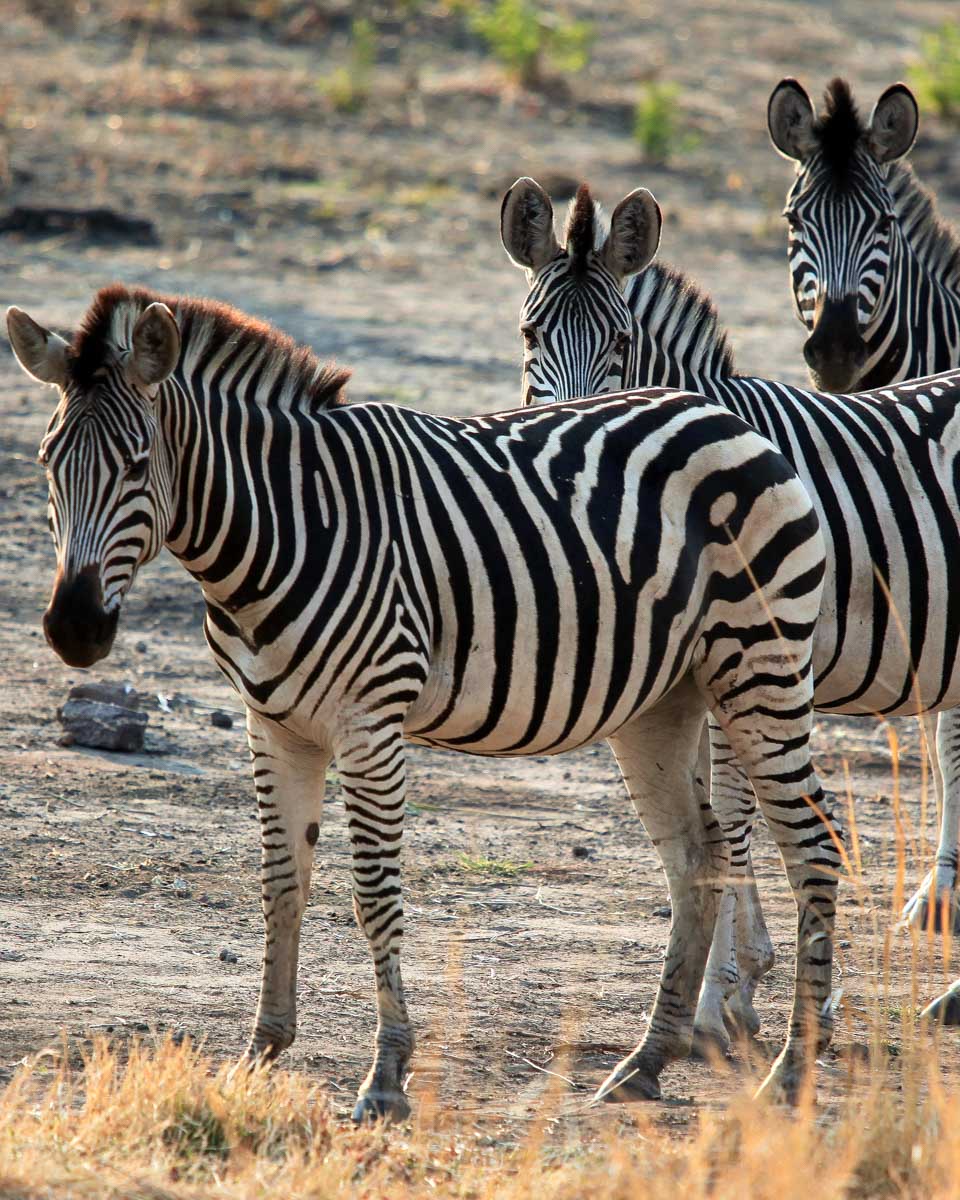 Zebra-seen-on-a-safari-in-Nyerere-National-Park-Selous-from-Zanzibar-Tanzania