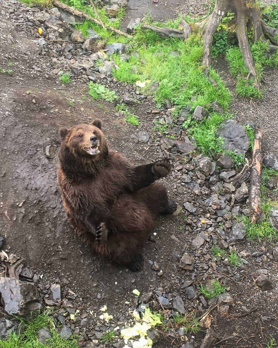 A bear at the Fortress of the Bear ona tour from Sitka Alaska