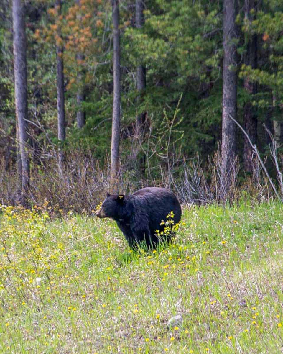 A-black-bear-eats-grass-on-a-tour-from-Ketchikan Alaska