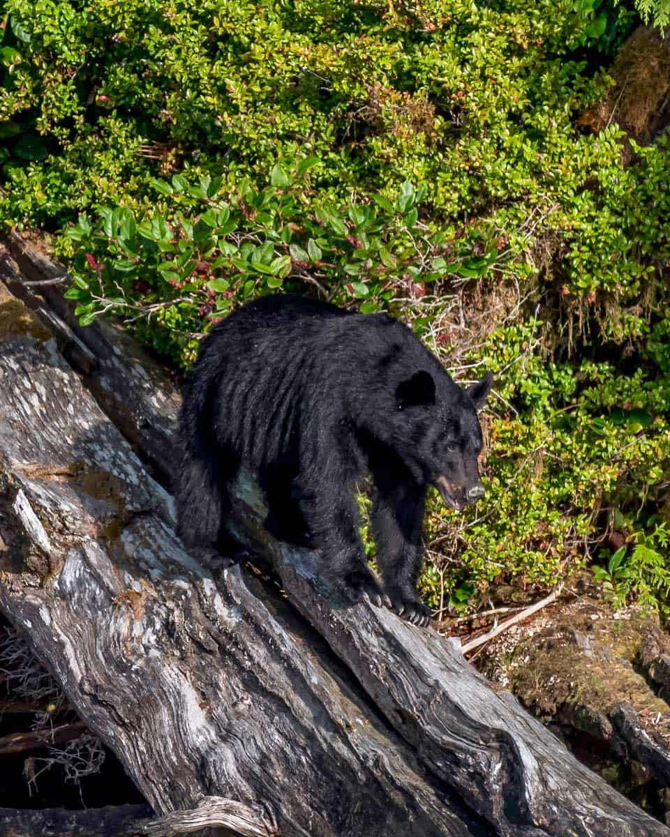 A black bear seen while floating down a river in Alaska
