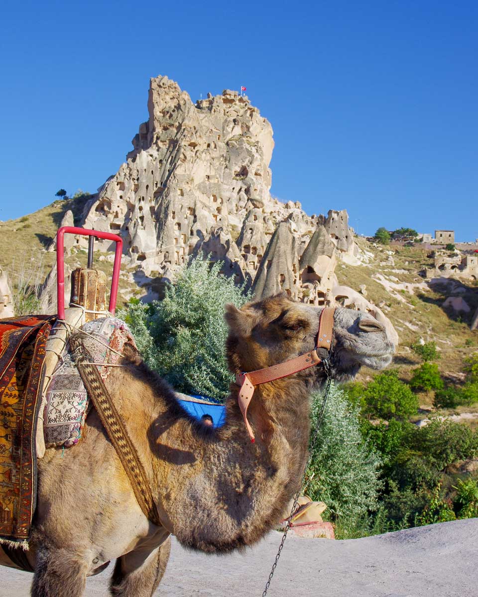 A camel in Uçhisar, Cappadocia, Turkey 1
