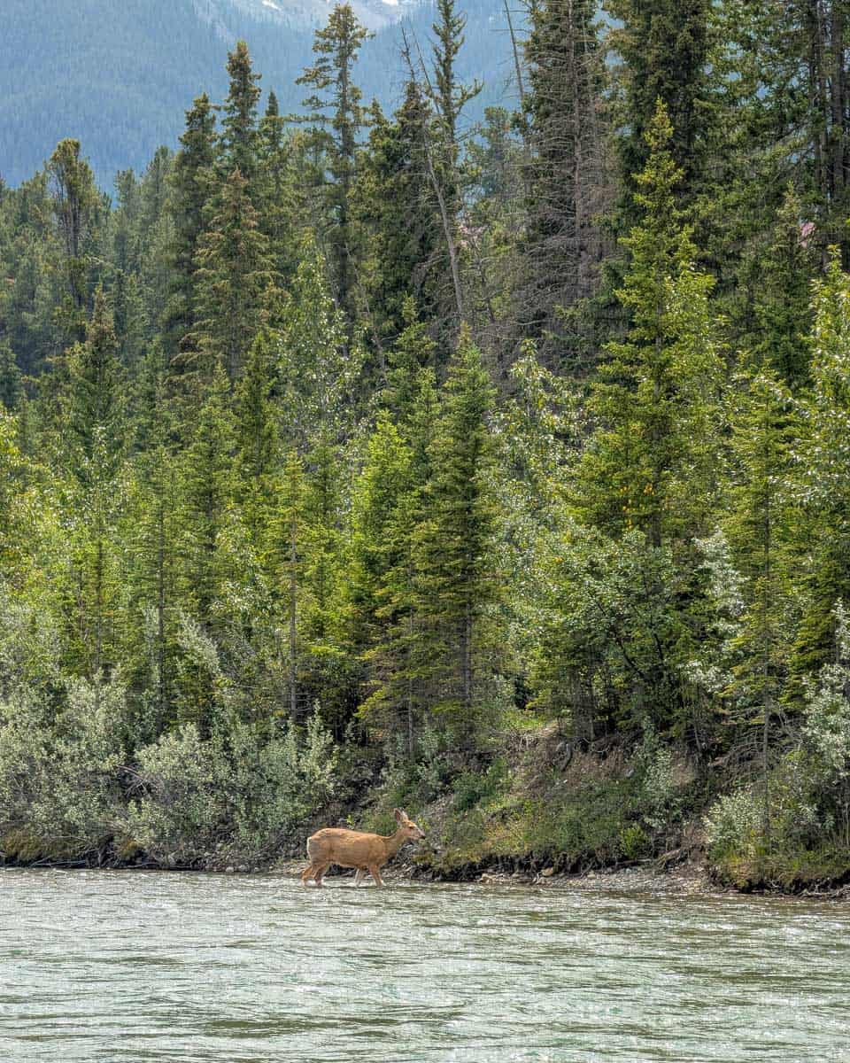 A deer seen floating down a river in Alaska