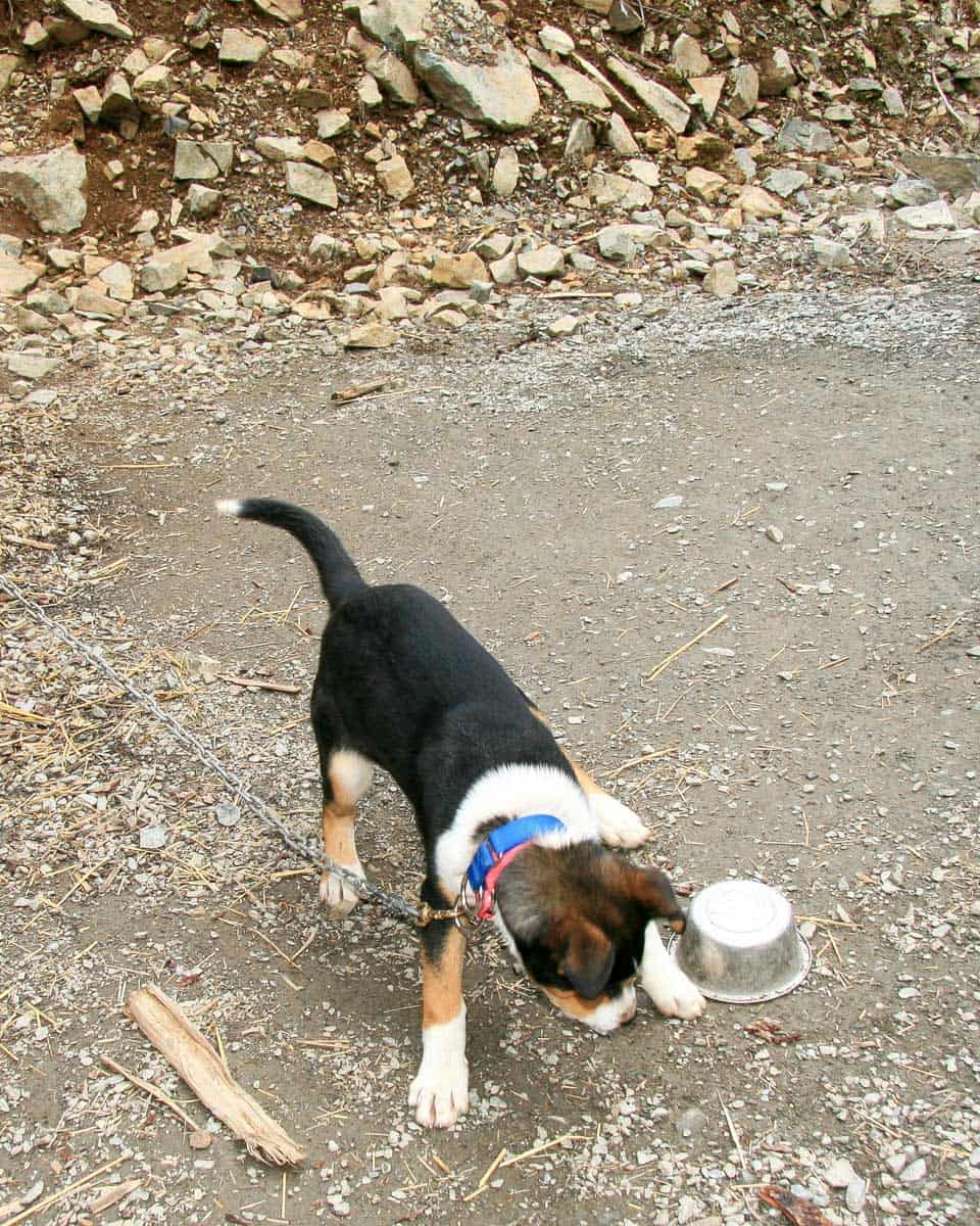 A husky puppy seen on a tour from Skagway Alaska