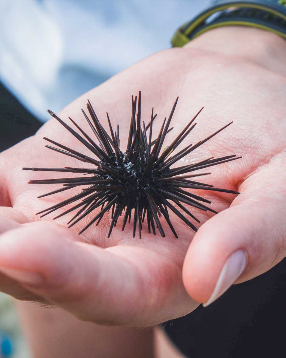 A person holds a sea urchin on a tour from Ketchikan Alaska