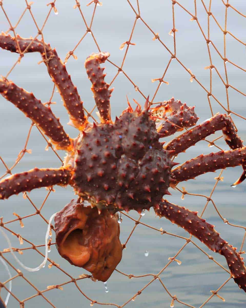 A red king crab seen in Ketchikan Alaska
