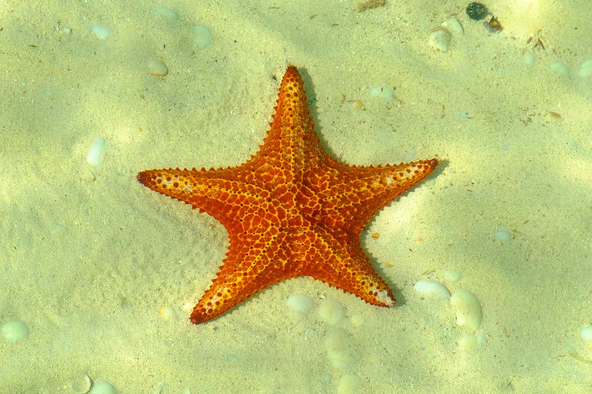 A starfish in Grand Cayman