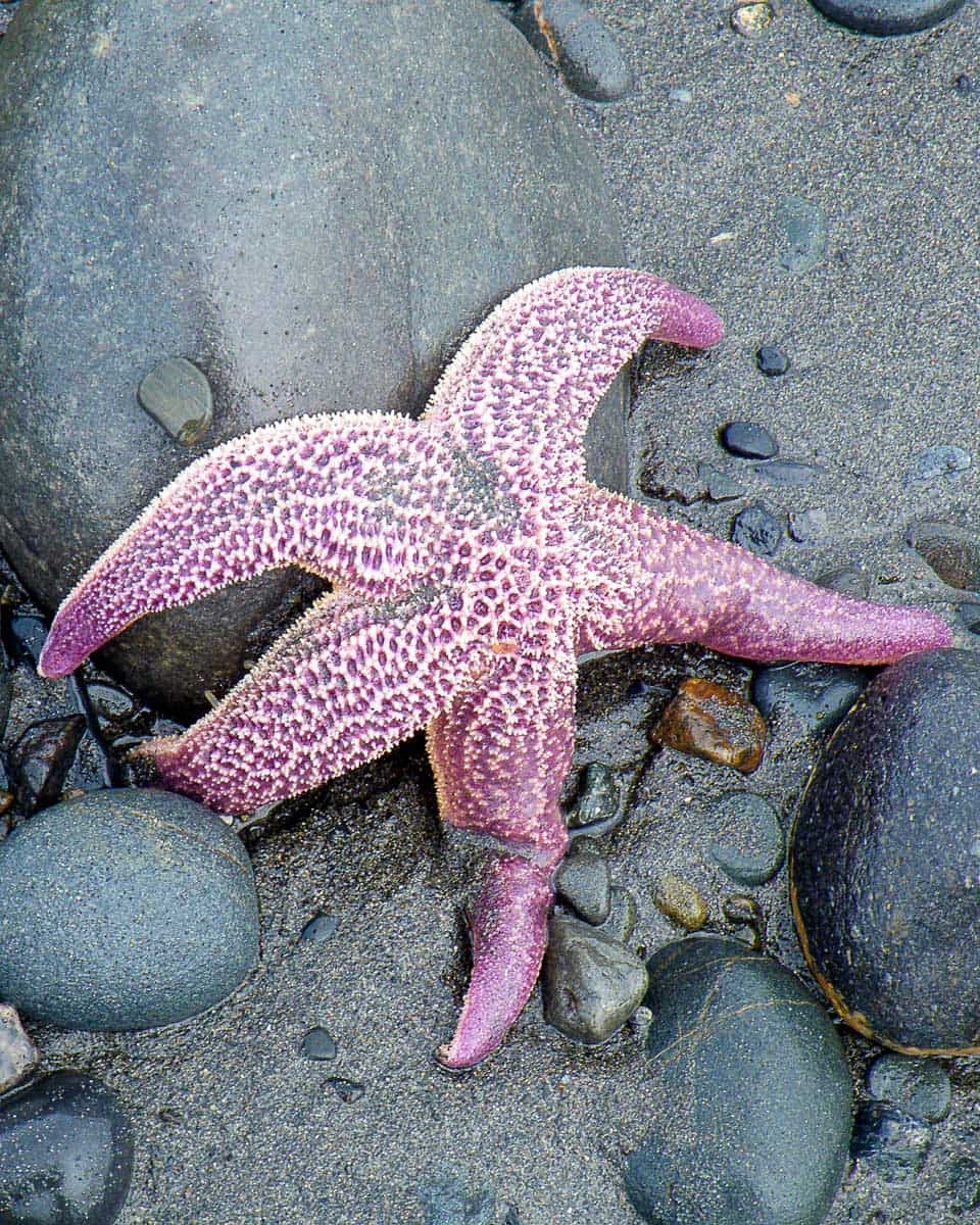 A starfish on a tour from Ketchikan Alaska