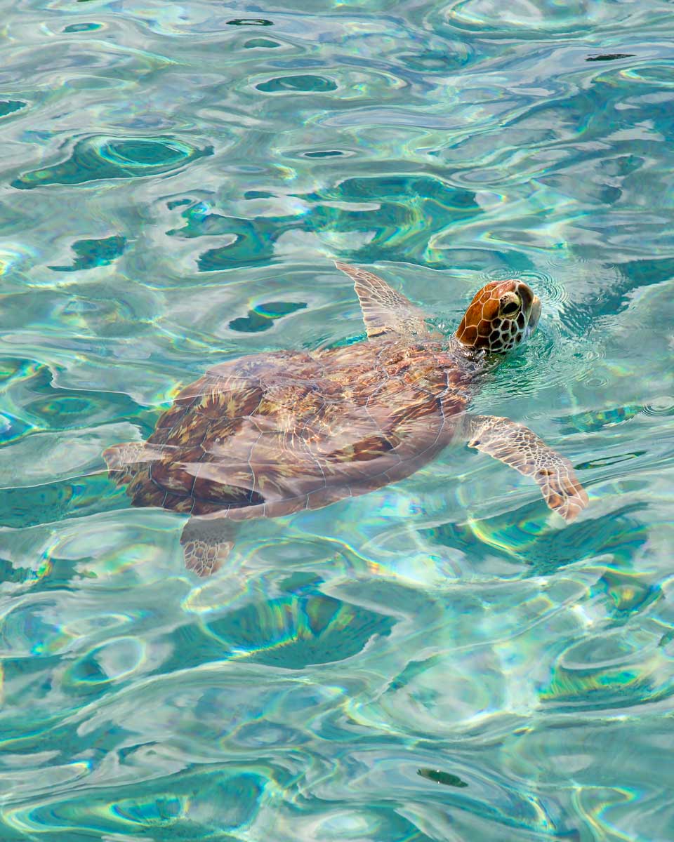 A-turtle-seen-swimming-in Grand Cayman