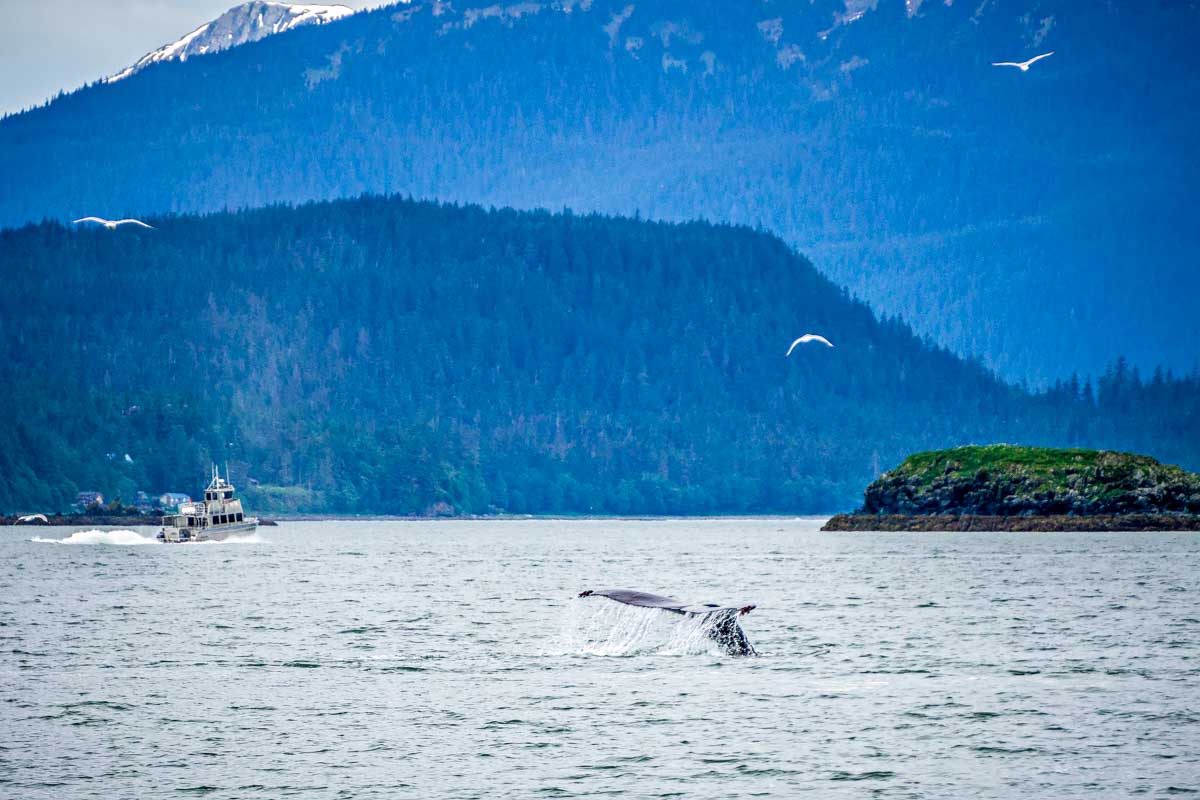 A whale seen on a cruise in Alaska near Juneau