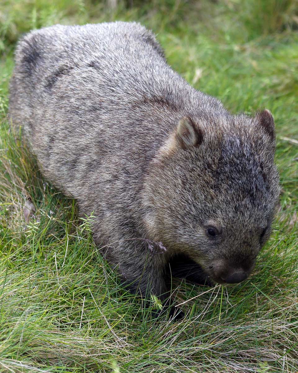 A wombat seen on a tour from Launceston, Tasmania