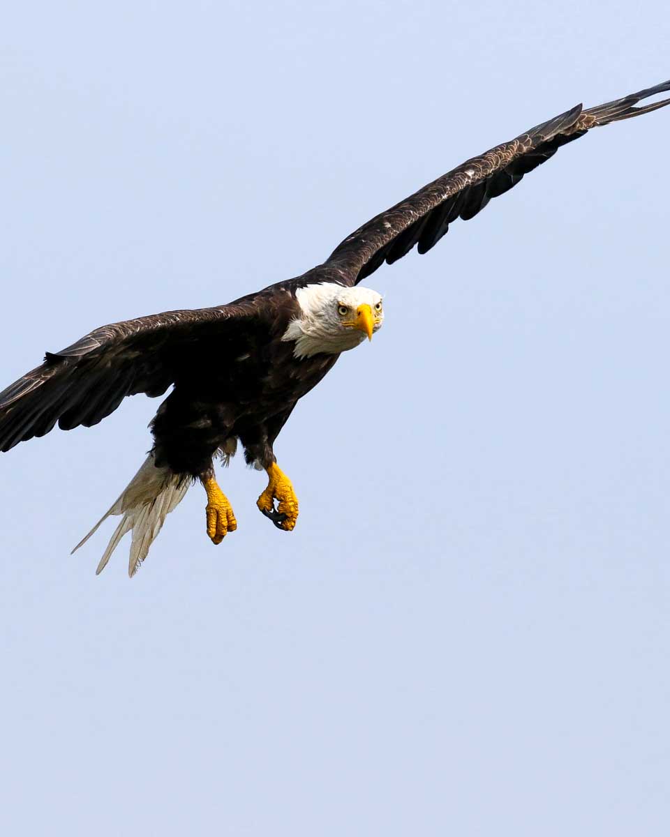 An-eagle-seen-on-a-tour in Ketchikan Alaska