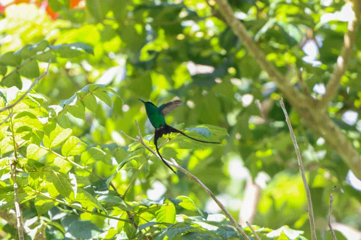 At the Rocklands Bird Sanctuary in Montego Bay Jamaica