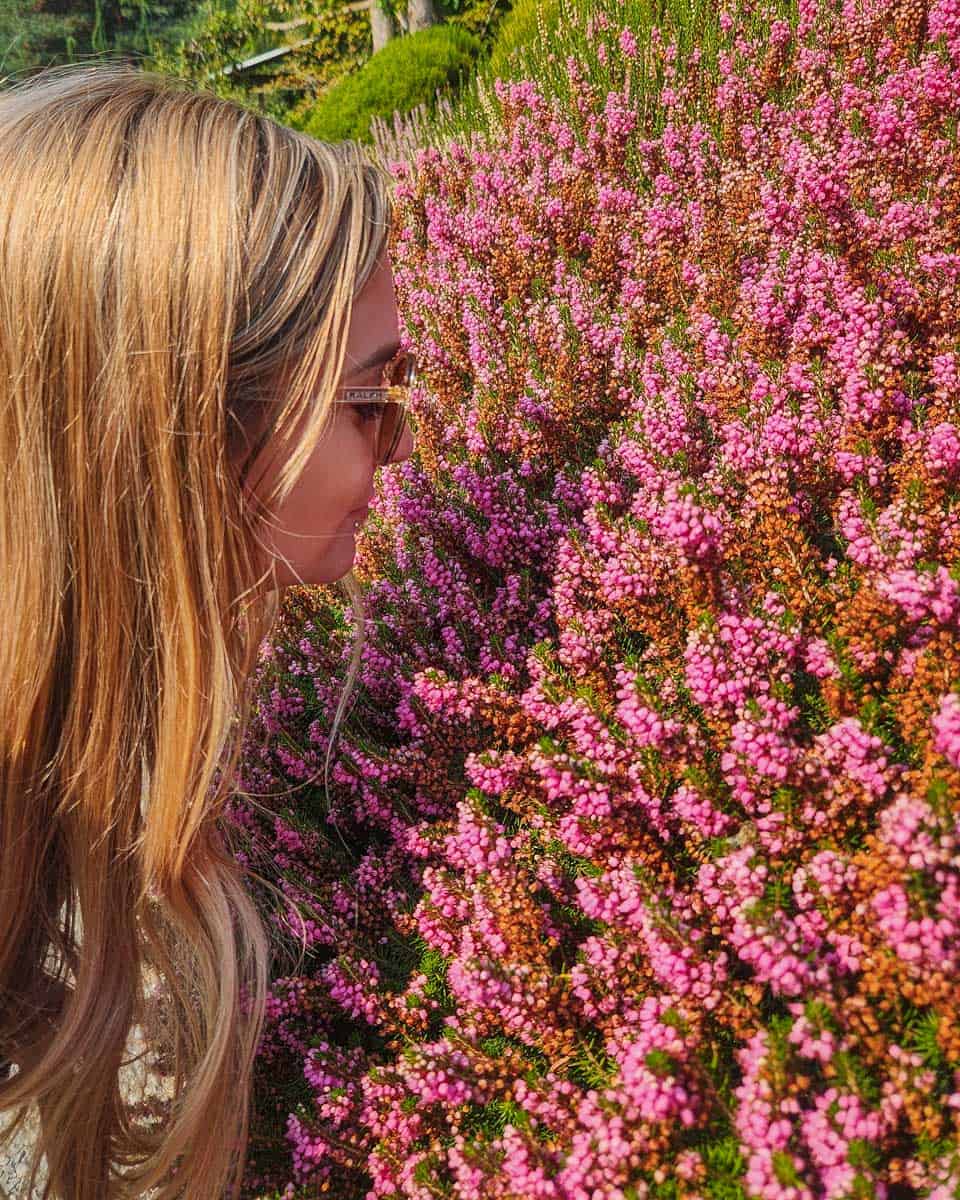 Bailey-smells-some-flowers-at-the International Rose Test Garden in Portland Oregon