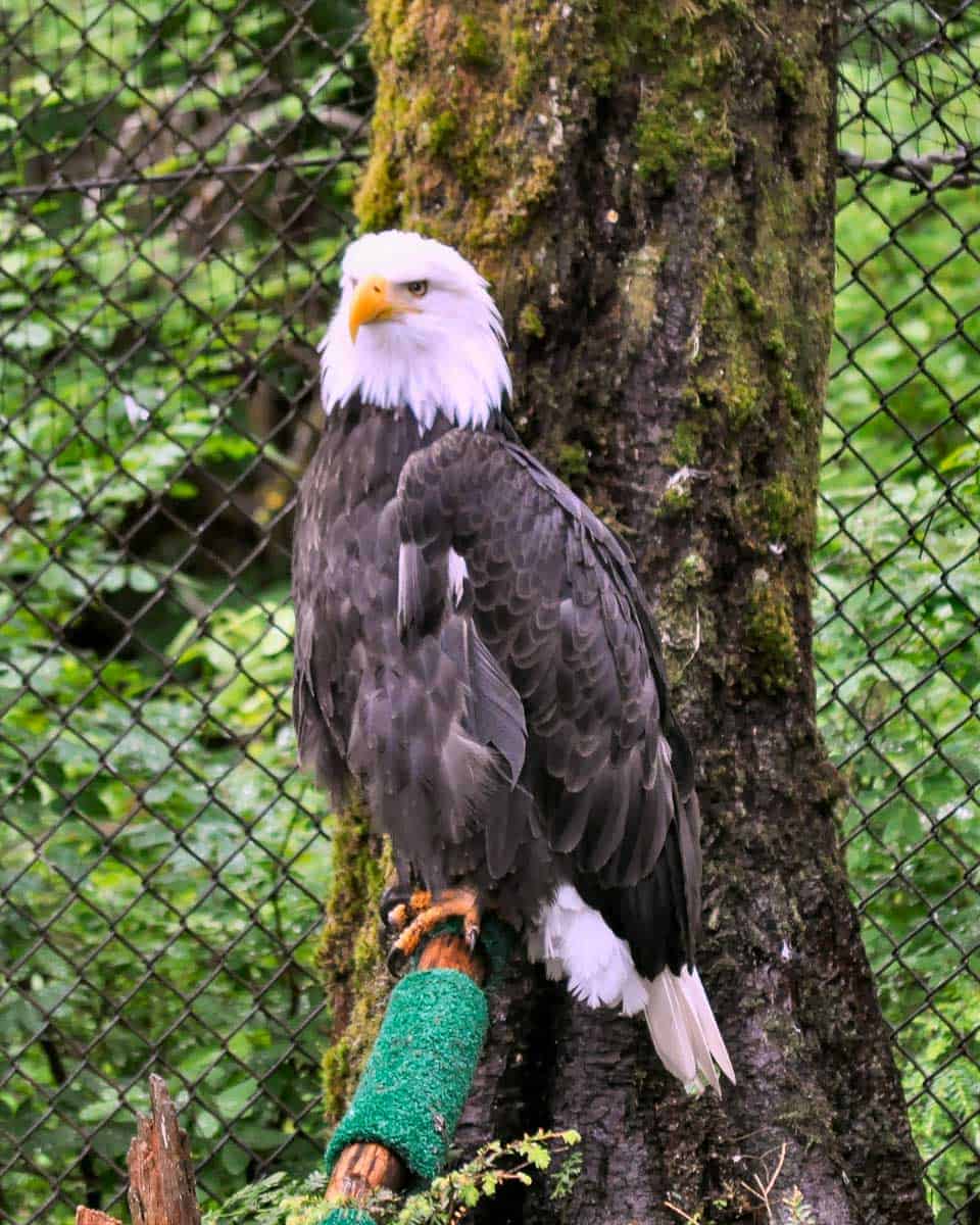 Bald Eagle in Rehabilitation Center seen on a tour from Sitka Alaska