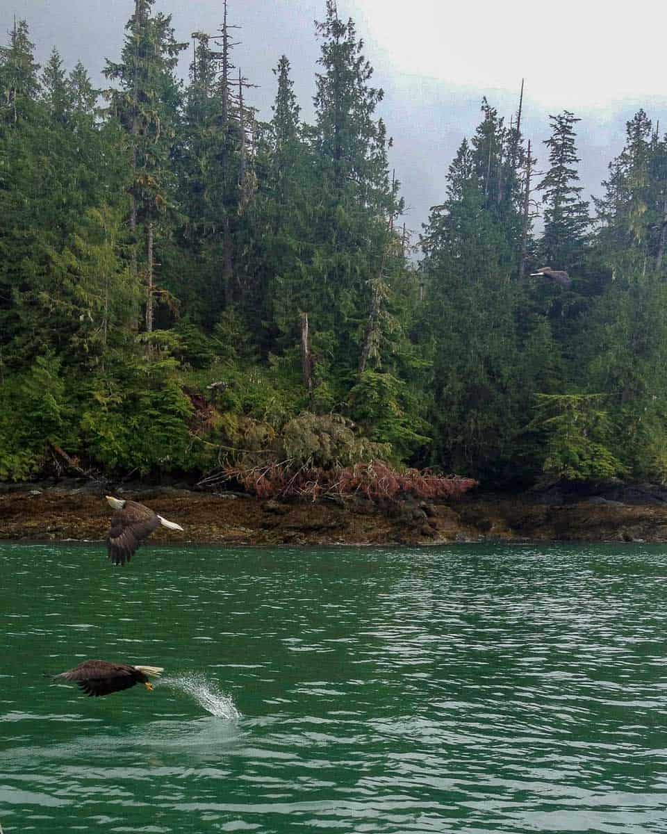 Bald eagles feeding on a tour from Ketchikan Alaska