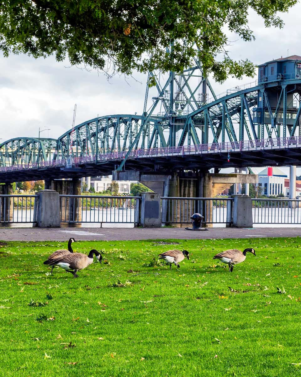 Geese at Tom McCall Waterfront Park in Portland, Oregon
