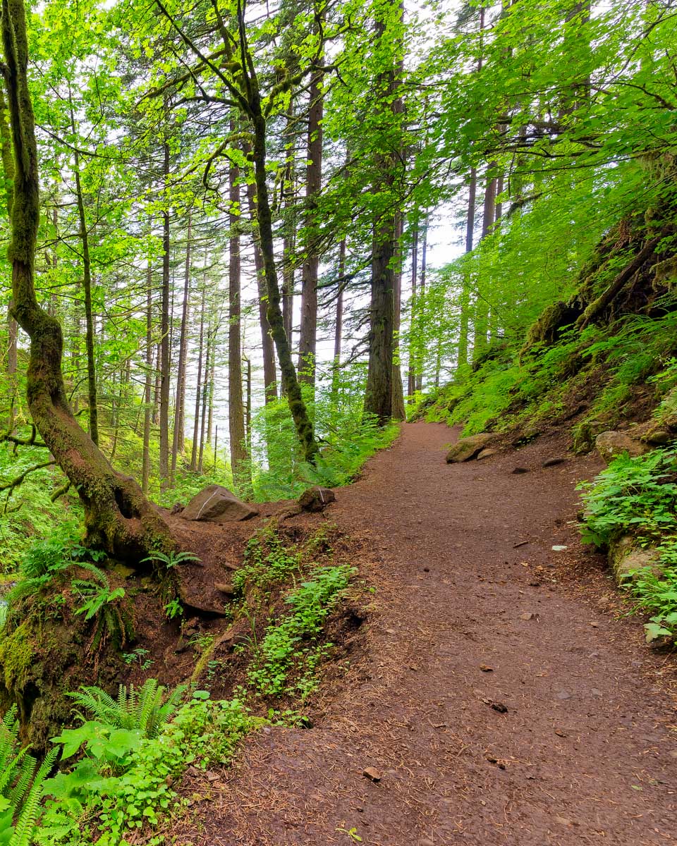 Hiking in the woods near Portland Oregon