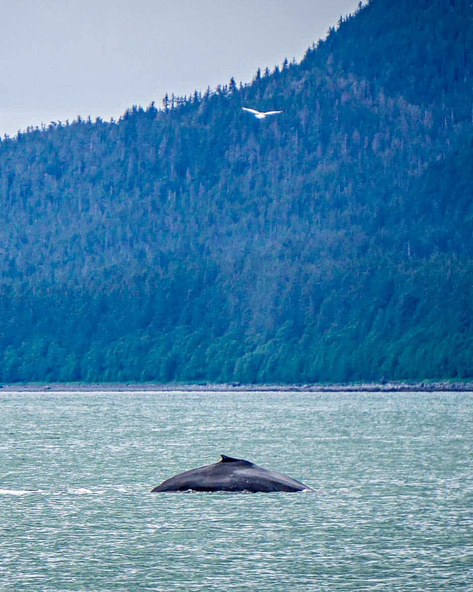Humpback whales seen on a cruise from Juneau Alaska (2)