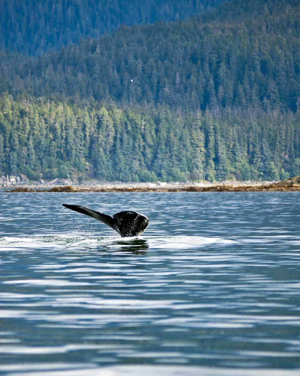Humpback whales seen on a cruise from Juneau Alaska (3)