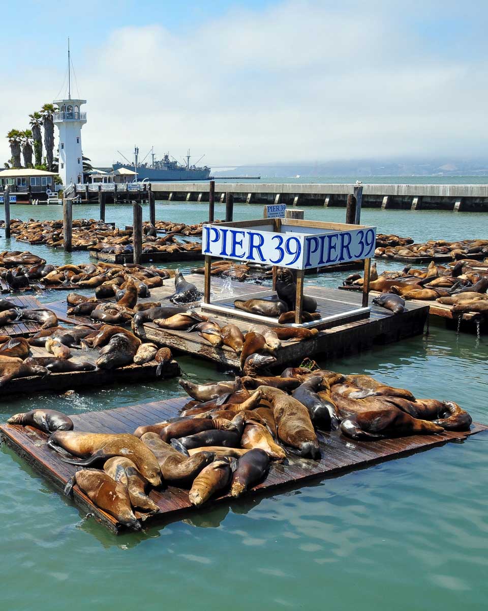 Sea Lions, pier 39 in San Francisco California