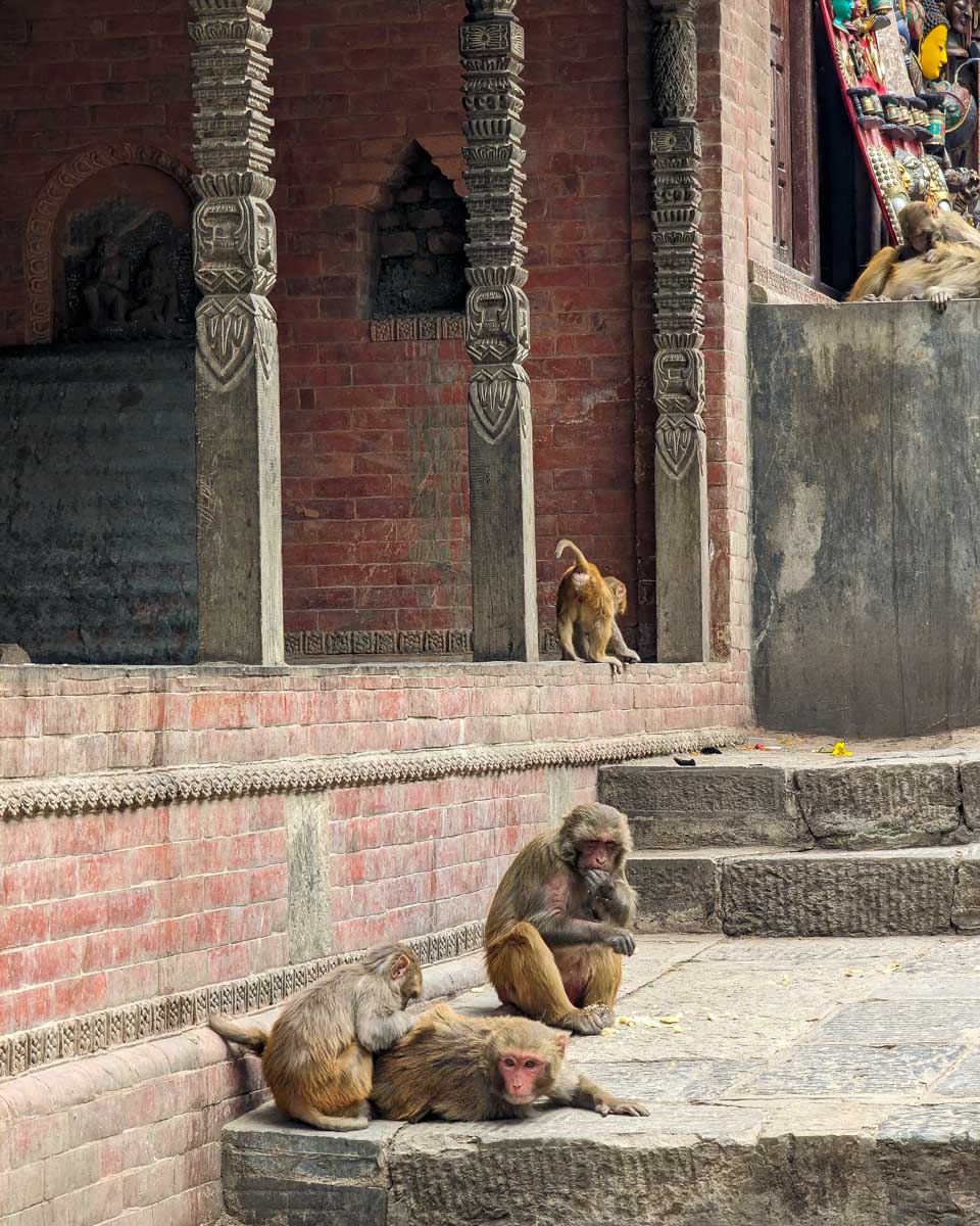 Swayambhunath Stupa Monkey Temple in Kathmandu Nepal (2)