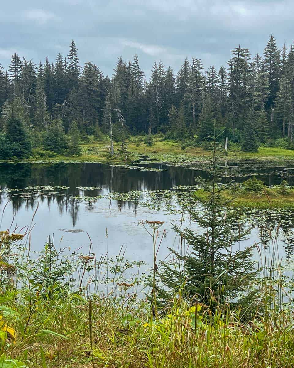 Tongass National Forest seen on a tour from Ketchikan Alaska