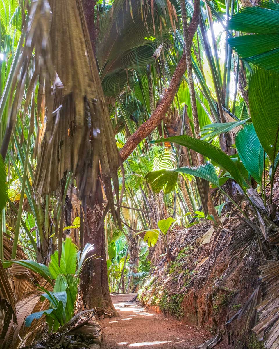 Vall&eacute;e de Mai, Praslin, Seychelles 1