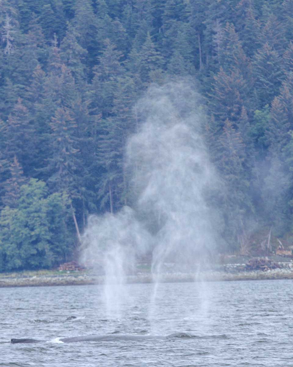 Whales seen in the Sitka Sound Alaska