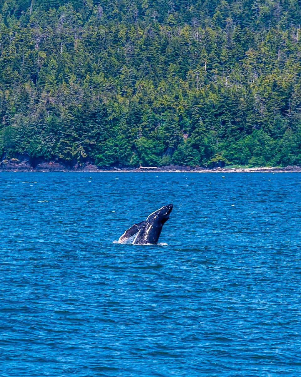Young humpback whale seen on a tour from Juneau Alaska