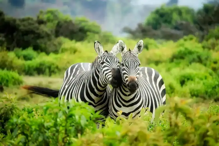 Zebras in Kenya