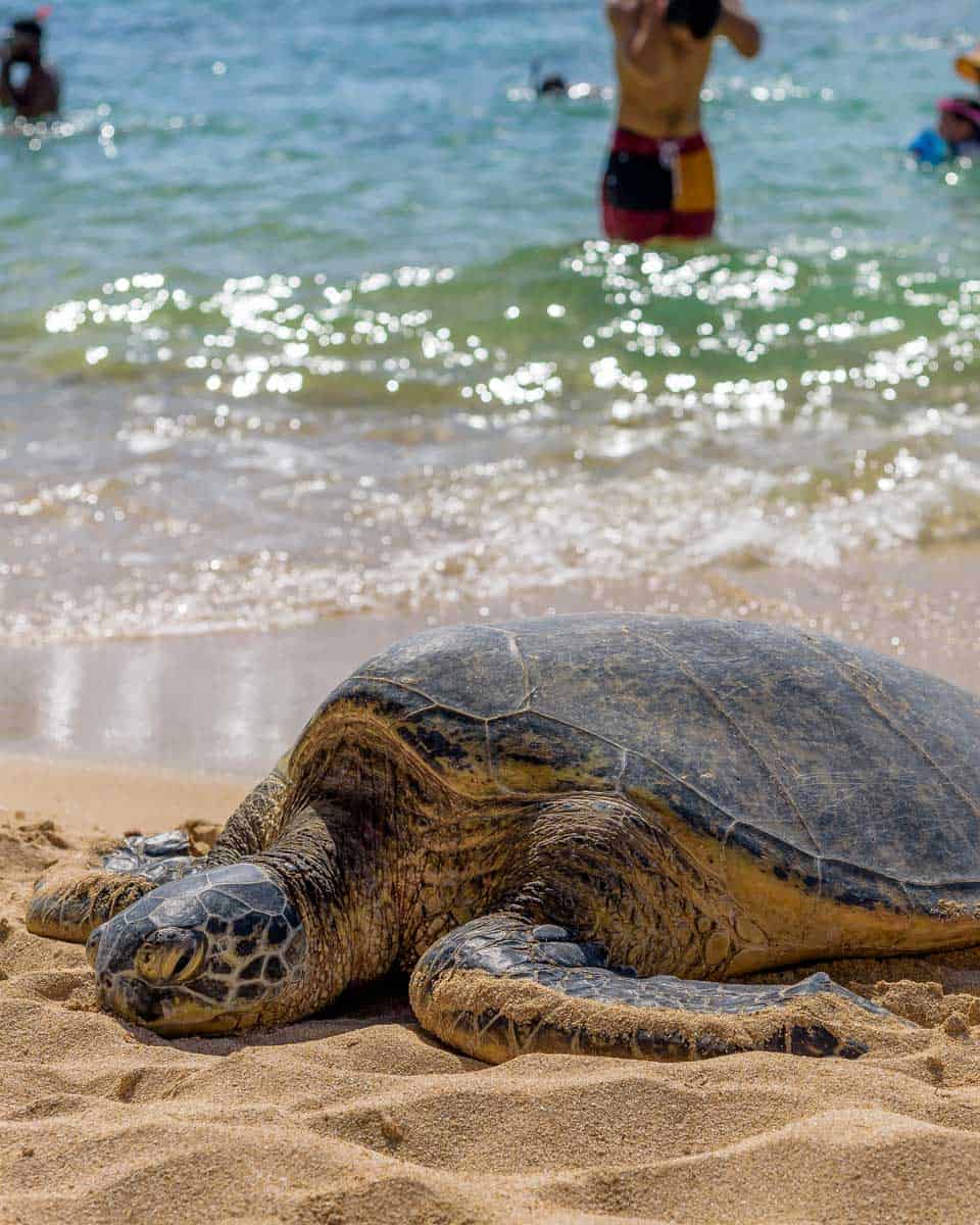 A-green-sea-turtle-resting-on-the-beach-on-Maui Hawaii