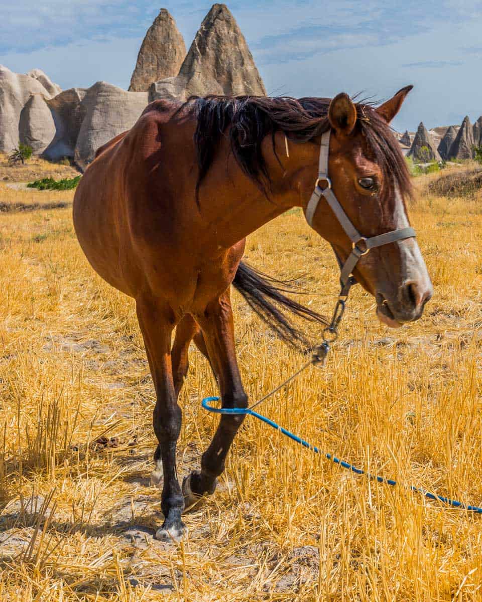 A horse at the Fairy Chimneys in Cappadocia Turkey (2)