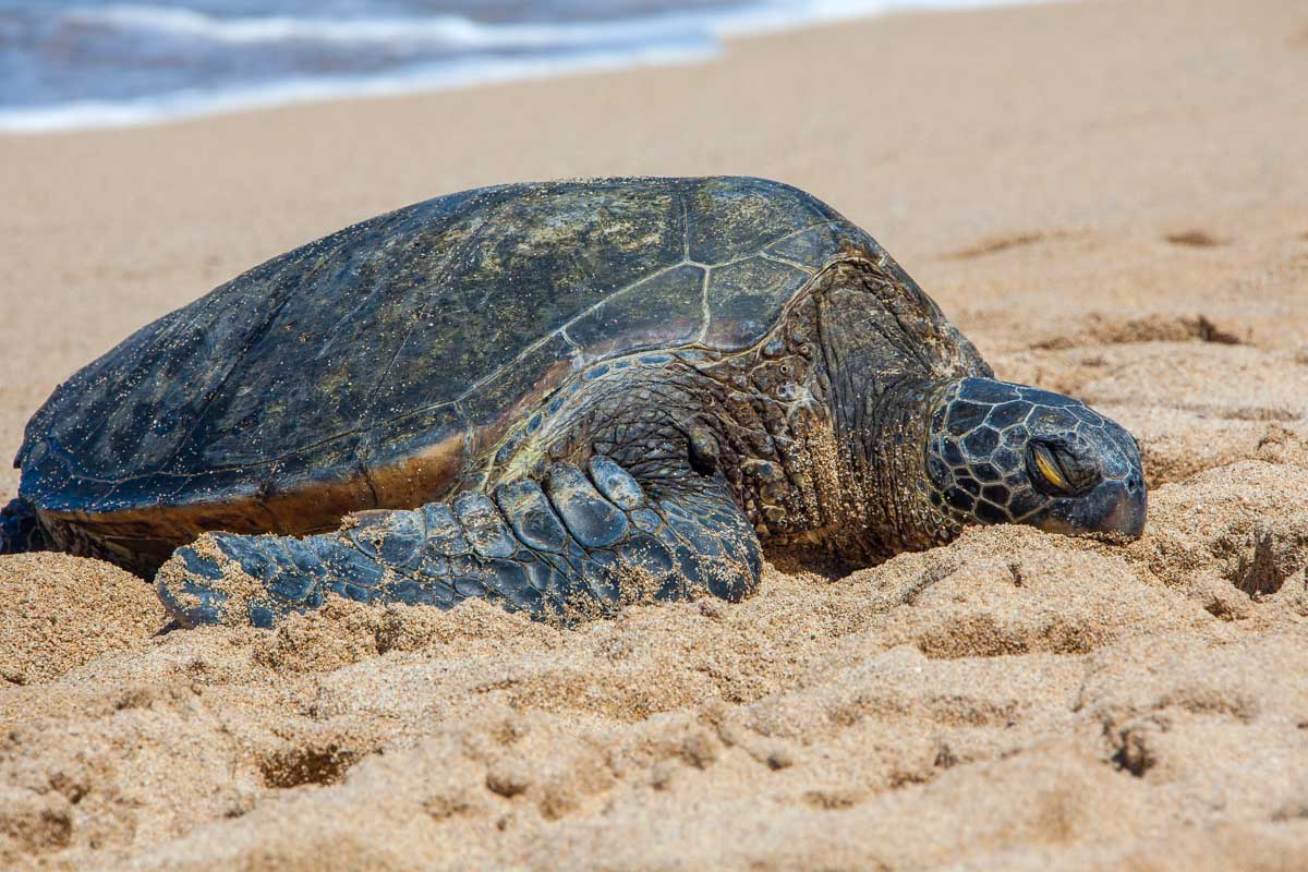 A sea turtle seen in Maui Hawaii on the Road to Hana