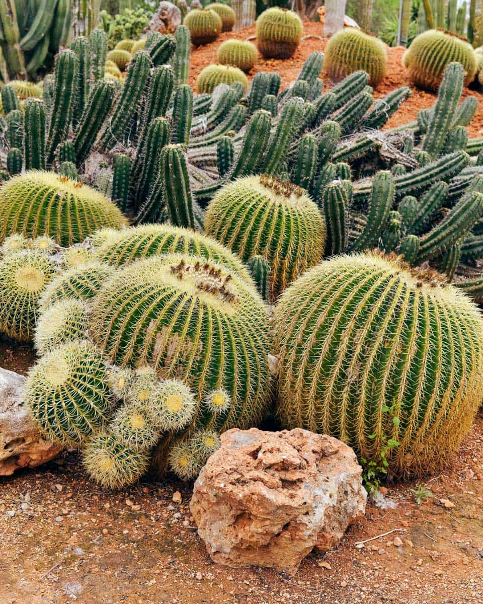 Desert-Botanical-Gardens-in-Phoenix-Arizona near Scottsdale