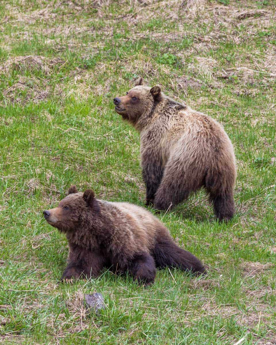 Grizzly bear seen on the Lake Louise Gondola and chairlift in BC Canada