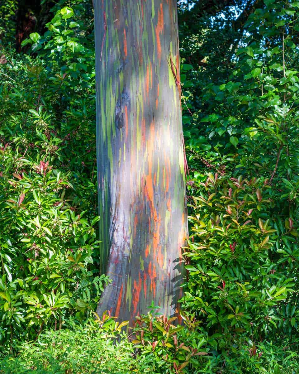 Rainbow Eucalyptus seen on the Road to Hana on Maui Hawaii